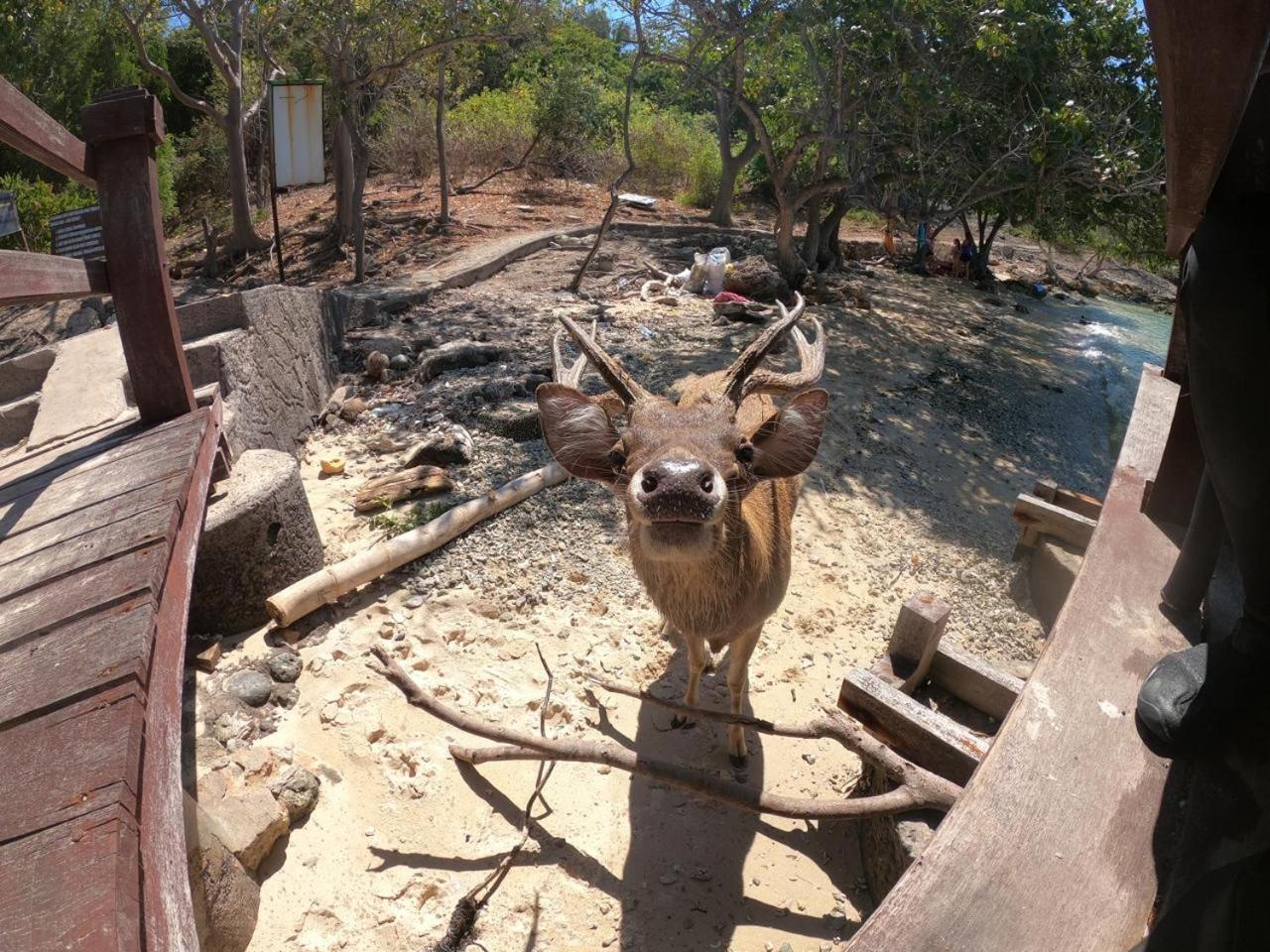 Badini Homestay เปมูเตรัน ภายนอก รูปภาพ
